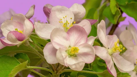 Apple Blossom Timelapse Rotating on Purple Stock Footage 194752475