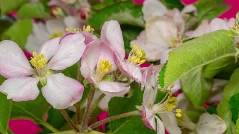 Apple Blossom Timelapse Rotating on Red Stock Footage 194752197