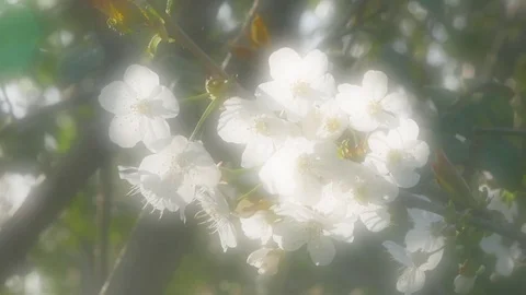 Apple blossom on tree Stock Footage 74259659