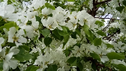 Apple blossom tree Stock Footage 90662970