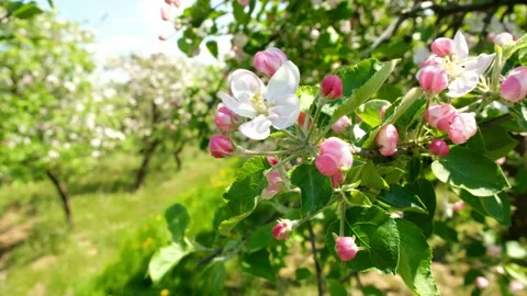 Apple Blossom Tree Stock Footage 193597415