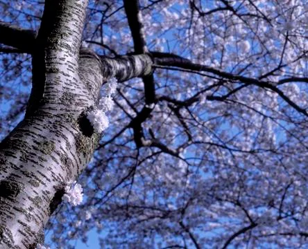 APPLE BLOSSOM TREE Foto stock