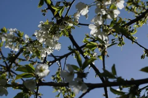 Apple blossom tree Stock-Fotos
