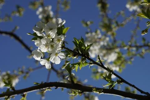 Apple blossom tree Stock-Fotos