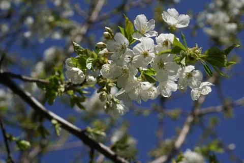 Apple blossom tree Stock-Fotos