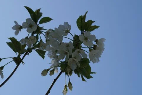 Apple blossom tree Foto stock