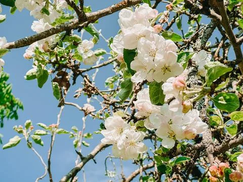 Apple Blossom Tree in Spring Bloom Against Clear Blue Sky Foto stock