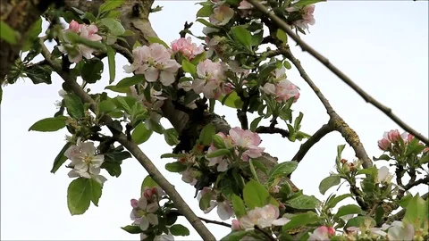 Apple blossom on tree in spring Stock Footage