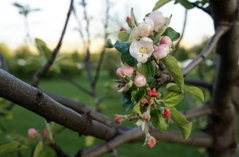Apple blossom tree in spring with green background Stock Photos