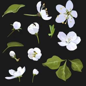 Apple Blossom Vector Clip Art Set Flower image Stock Illustration