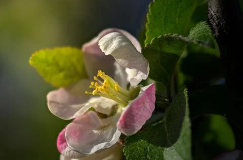 Apple blossom in warm spring light Stock Photos