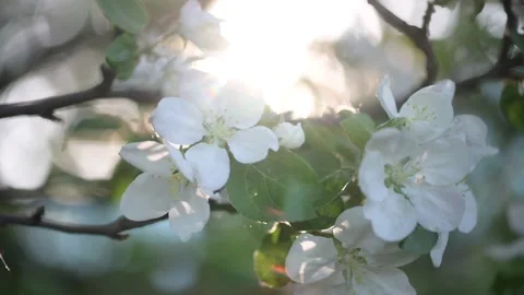 Apple blossom. White flower tree in nature background. Stock Footage 197574555