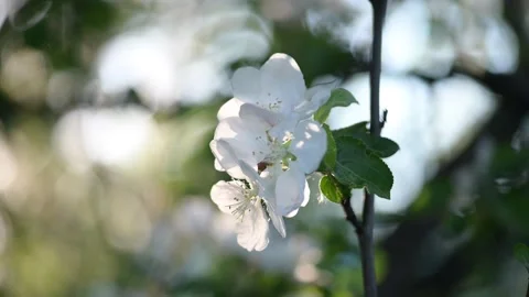 Apple blossom. White flower tree in nature background. 스톡 동영상 197574604