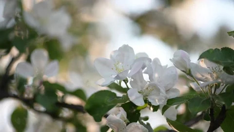 Apple blossom. White flower tree in nature background. Видео 200112289