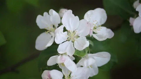 Apple blossom. White flower tree in nature background. Stock Footage 200927228