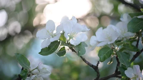Apple blossom. White flower tree in nature background. Stock Footage 200994451