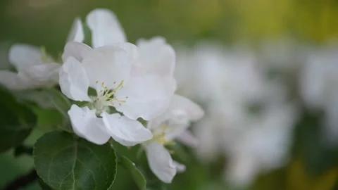 Apple blossom. White flower tree in nature background. Stock Footage 200994487