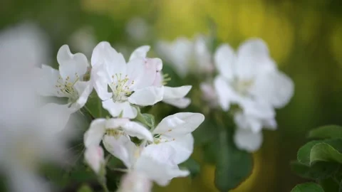 Apple blossom. White flower tree in nature background. 動画素材 201227187