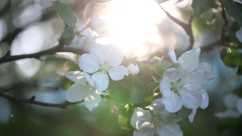 Apple blossom. White flower tree in nature background. Stock Footage 201449172