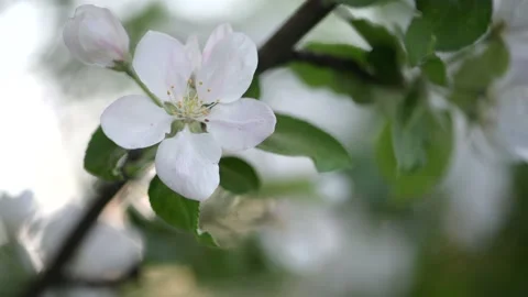 Apple blossom. White flower tree in nature background. Stock Footage 201670671