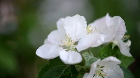 Apple blossom. White flower tree in nature background. Stock Footage 201814097