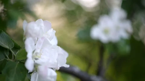 Apple blossom. White flower tree in nature background. 스톡 동영상 201954953