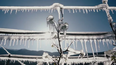Apple blossom wrapped in ice. Stock Footage 170419028