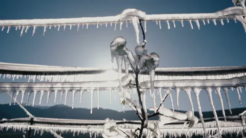Apple blossom wrapped in ice. Stock Footage 170419485
