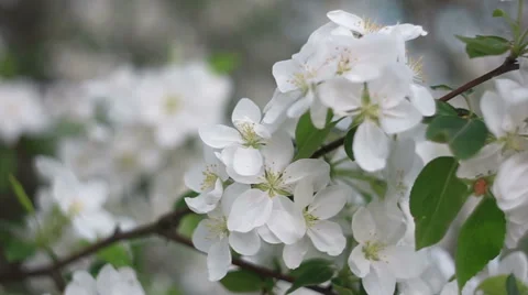 Apple blossoming branch Stock Footage 67964289