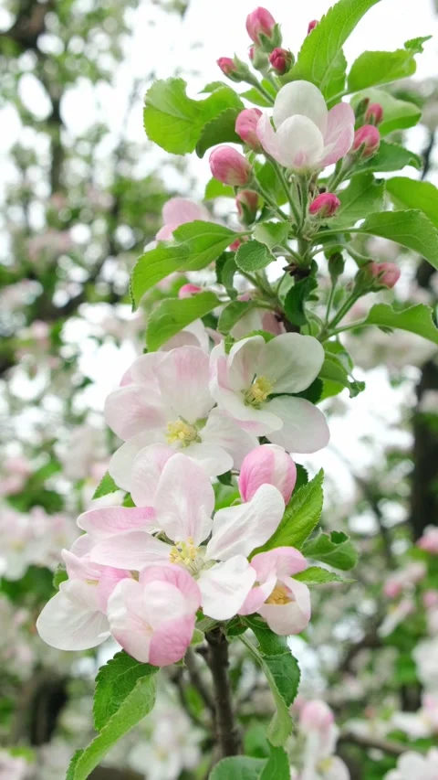 Apple blossoming in spring Stock Footage 318298428