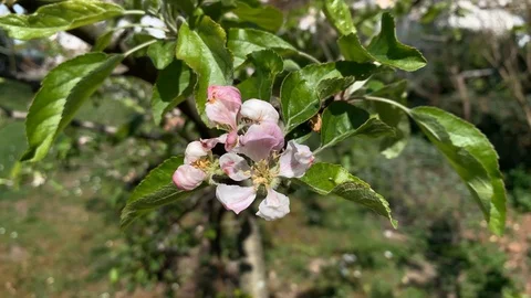 Apple blossoms on an apple tree Stock Footage 107511763