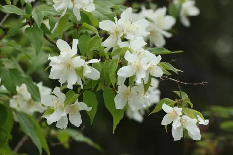 Apple blossoms in the backyard Stock Photos