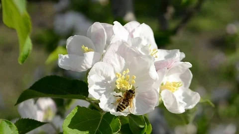 Apple blossoms, a bee pollinates the flowers of an apple tree Stock Footage 89795521