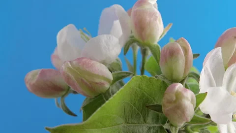 Apple blossoms bloom on a blue background Stock Footage 155060670