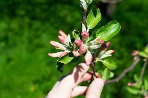 Apple blossoms bloom on the branches. Close up of apple flowers Foto stock