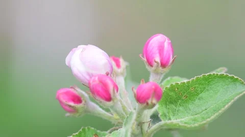Apple blossoms bloom in spring. Macro video. Stock Footage 144805090