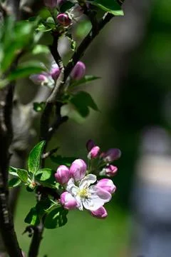 Apple blossoms bloom in spring sunlight. Stockfoto's