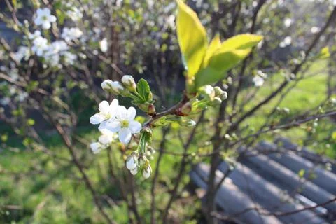 Apple blossoms bloomed in spring Foto stock