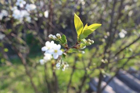 Apple blossoms bloomed in spring Stock Photos