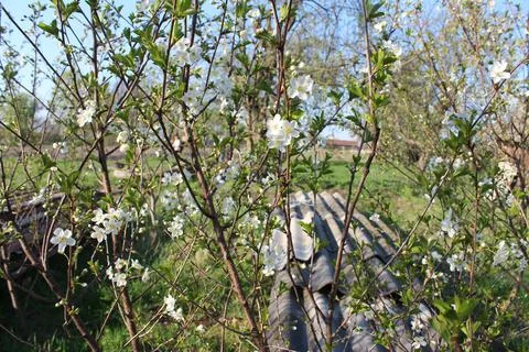 Apple blossoms bloomed in spring Stock Photos