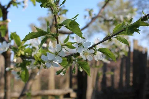 Apple blossoms bloomed in spring Foto stock