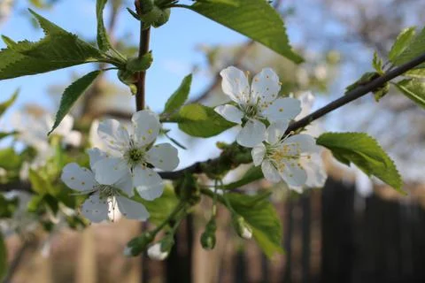 Apple blossoms bloomed in spring Stock Photos