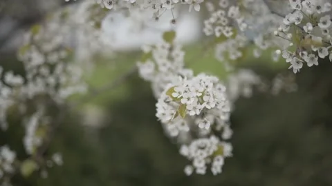 Apple blossoms blur Stock Footage 131263597