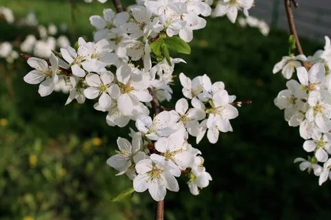 Apple blossoms on a blurry background Stock Photos