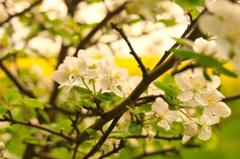 Apple blossoms on the branch of an apple tree. Evening mood with warm light Stock Photos