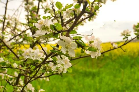 Apple blossoms on the branch of an apple tree. Evening mood with warm light Stock Photos