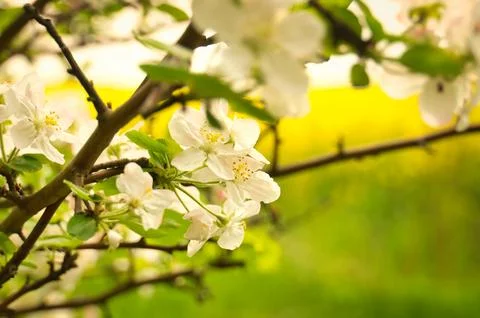 Apple blossoms on the branch of an apple tree. Evening mood with warm light Stock Photos