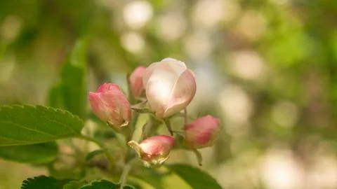 Apple blossoms on the branch of an apple tree. Evening mood with warm light Stock Photos