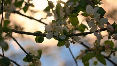 Apple blossoms on the branch of an apple tree. Evening mood with warm light Stock Photos