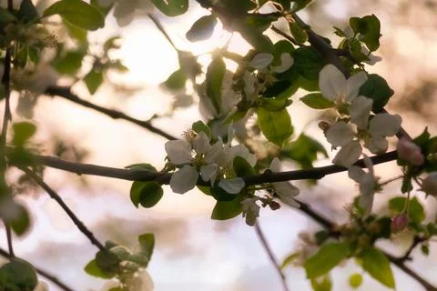 Apple blossoms on the branch of an apple tree. Evening mood with warm light Stock Photos